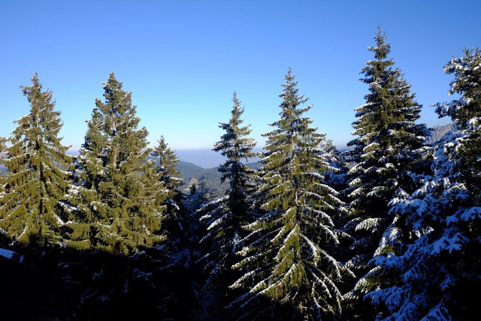 Your Place Borovets Esterno foto